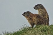 Laghetti di Ponteranica e Monti Ponteranica e Avaro ad anello dai Piani dell’Avaro il 19 giugno 2019 - FOTOGALLERY